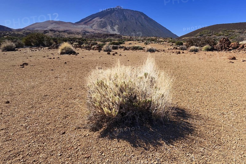 El Teide National Park, behind it the Pico del Teide, 3715m, World Heritage Site, Tenerife, Canary Islands, Spain