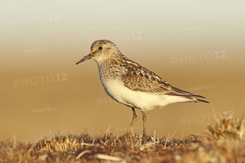 Baird's Sandpiper (Calidris bairdii) male, Alaska, USA