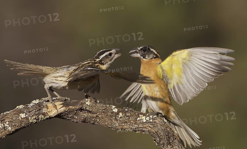Black-headed Grosbeak (Pheucticus melanocephalus) pair, Arizona, USA