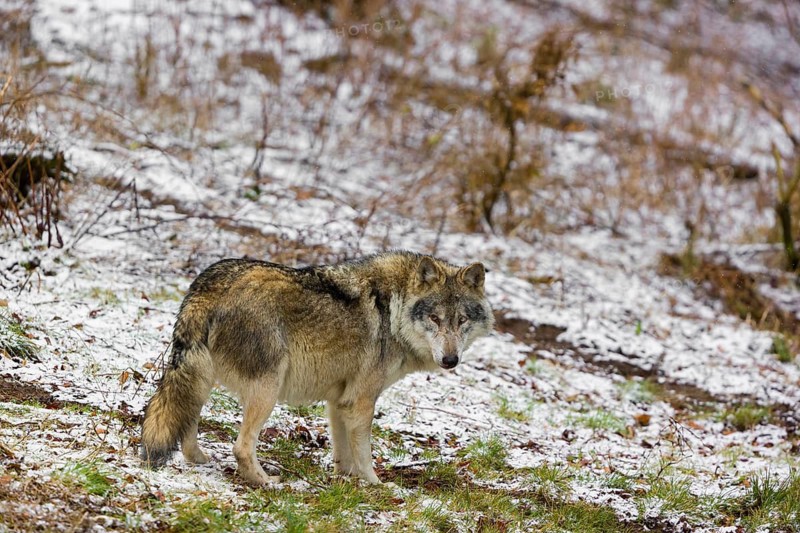 One eurasian gray wolf (Canis lupus lupus) stands on a snowy meadow in an open forest