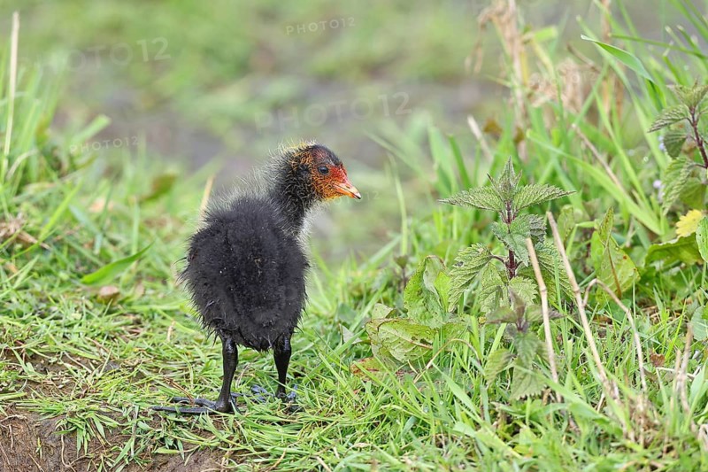 Eurasian Coot, Coot Rail, (Fulica atra), chick in the shore vegetation, Dümmer, Lake Dümmer, Ochsenmoor, Hüde, Lower Saxony, Germany