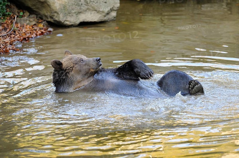 Bear lying relaxed in the river water, surrounded by nature, Eurasian brown bear (Ursus arctos arctos), Bavarian Forest National Park