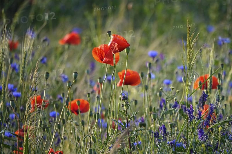Picturesque beautiful poppies, June, Germany