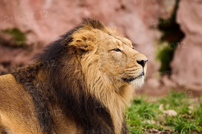 Asiatic lion (Panthera leo persica) male, portrait, on the ground, Germany