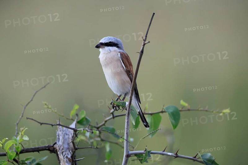 Red-backed Shrike (Lanius collurio), adult, male, perch, migratory bird, in winter, Pilanesberg National Park, North West Province, South Africa