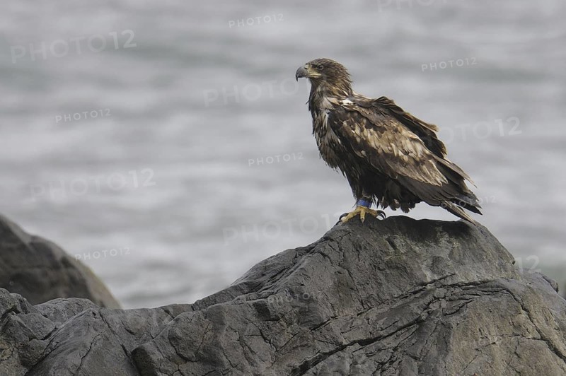 White-tailed Eagle (Haliaeetus albicilla), Lofoten, Norway