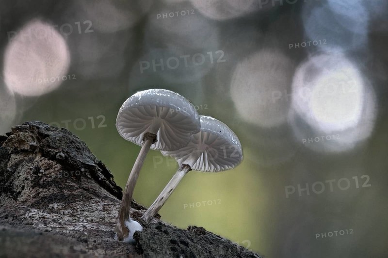 Porcelain fungi (Oudemansiella mucida), Emsland, Lower Saxony, Germany