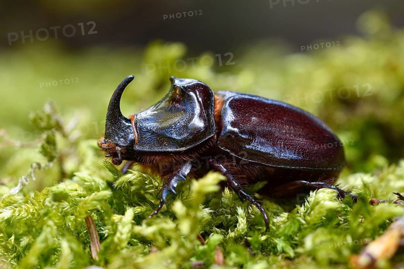 Rhinoceros beetle (Oryctes nasicornis), male, Oberhausen, Ruhr area, North Rhine-Westphalia, Germany