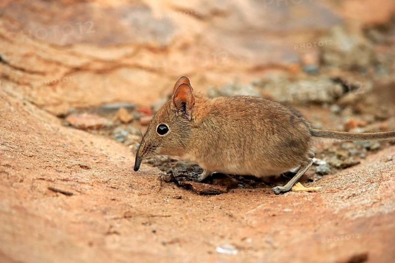 Short-eared elephant shrew, (Macroscelides probosideus), adult, foraging, Mountain Zebra National Park, Eastern Cape, South Africa