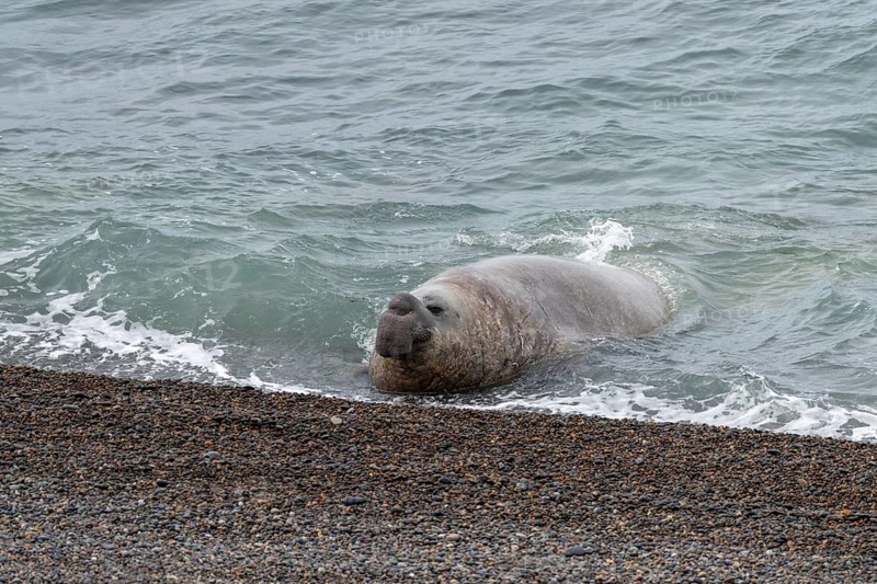 Southern elephant seal (Mirounga leonina), male, coming out of the surf on a pebble beach, Valdés Peninsula, Patagonia, Argentina