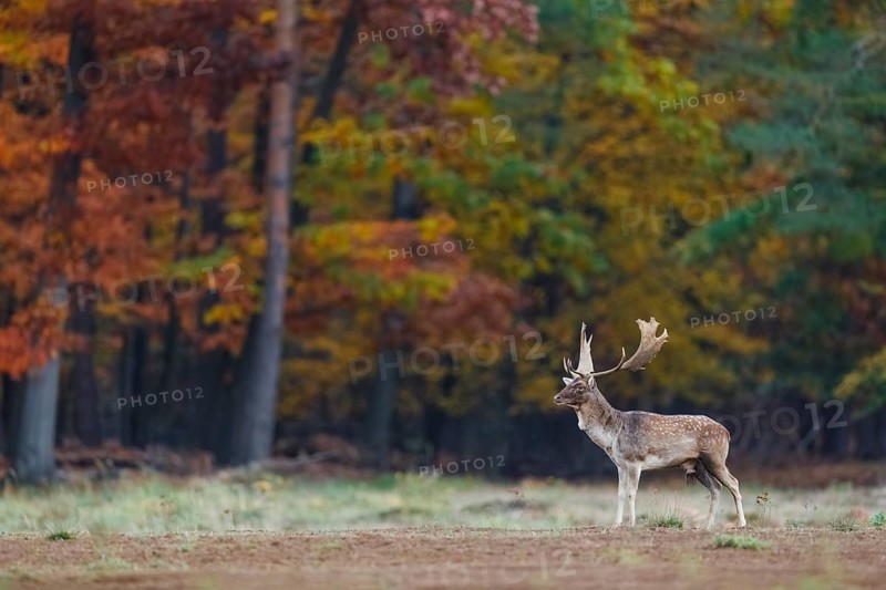 Damhirsch, Dama dama Fallow Deer, Dama dama