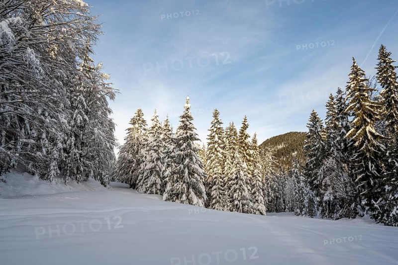 Snow-covered trees in a forest in winter, Estergebirge, Bavarian Prealps, Bavaria Germany