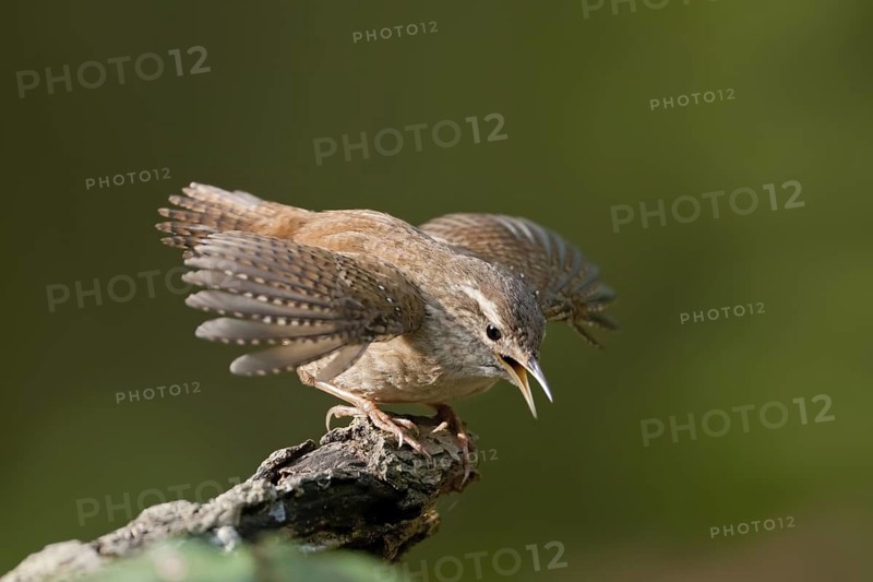 Eurasian Wren (Troglodytes troglodytes), Baden-Wuerttemberg, Germany