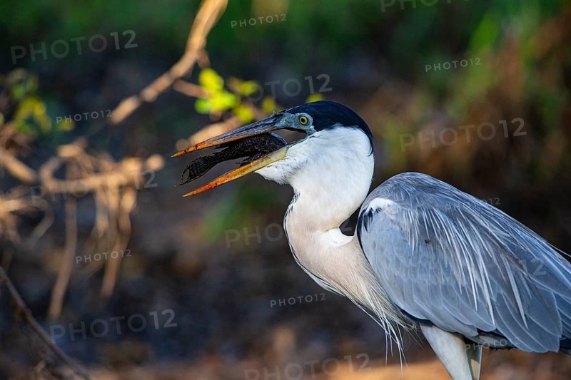 Cocoi Heron (Ardea cocoi) Pantanal Brazil