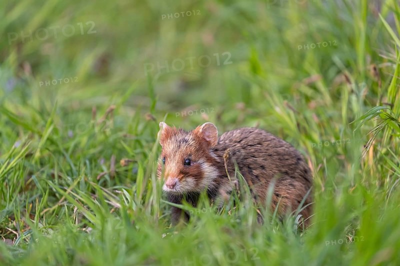 One European hamster (Cricetus cricetus), Eurasian hamster, black-bellied hamster or common hamster, sitting on fresh green grass