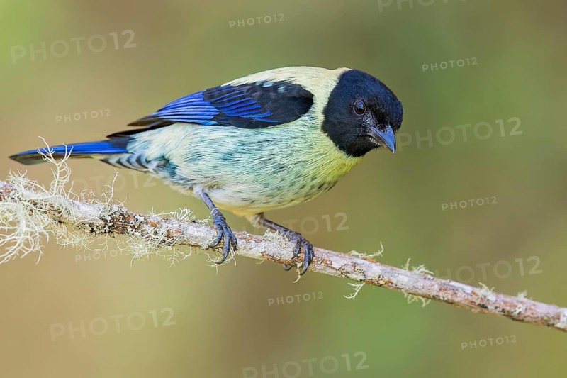 Black-headed Tanager (Tangara cyanoptera) perched on a branch in Colombia, South America