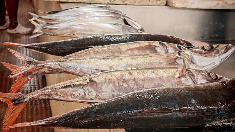 Close-up, Silver fish with red tail fins, mackerel (scomber scombrus), lying on a sales area at the market, Mindelo fish market, Mindelo, Sao Vicente, Cabo Verde, Cape Verde, Cape Verde Islands