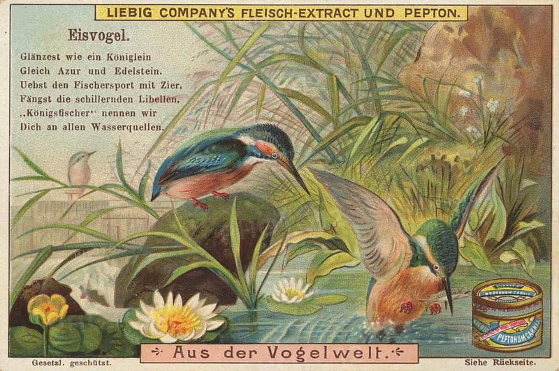 Picture series From the world of birds, kingfisher, Liebig picture, digitally restored reproduction of a collector's picture from around 1900, public domain, exact date unknown, kingfishers fishing next to a pond with water lilies. Colourful and detailed design