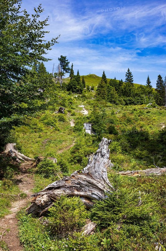 Hiking trail to the summit of the Taborberg, Lammertal, Osterhorn group, Salzkammergut, Salzburg province, Austria