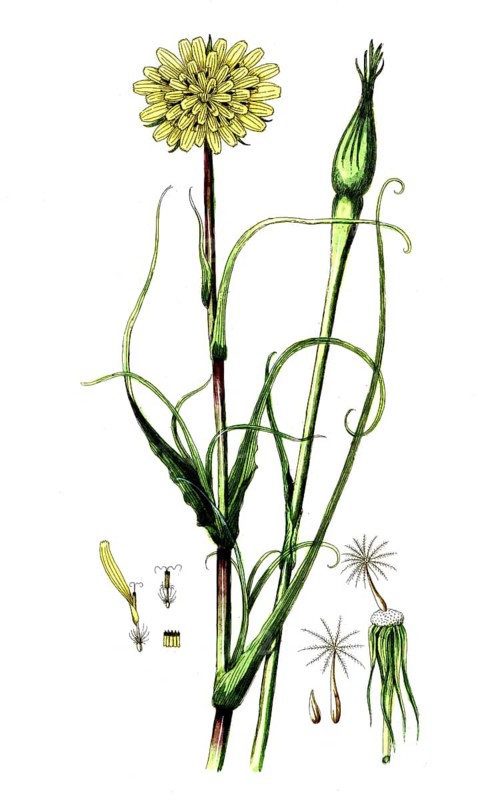 Tragopogon pratense, meadow hickory, digital reproduction of a historical model, between 1790 and 1810