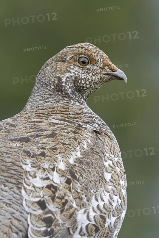 Sooty Grouse (Dendragapus fuliginosus) female, British Columbia, Canada