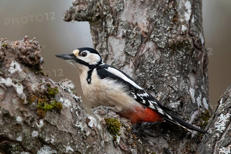 Great Spotted Woodpecker (Dendrocopos major) female, Smaland, Sweden