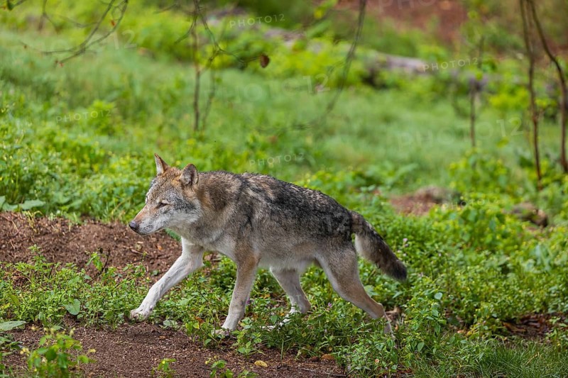 One adult eurasian gray wolf (Canis lupus lupus) walking through the green undergrowth at a forest edge