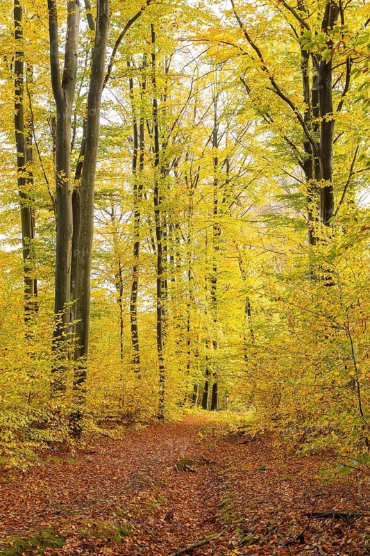 Path through autumnal beech forest (Fagus), Hohe Dubrau, Upper Lusatia, Saxony, Germany