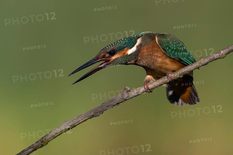 Common Kingfisher (Alcedo atthis) juvenile, Saxony, Germany