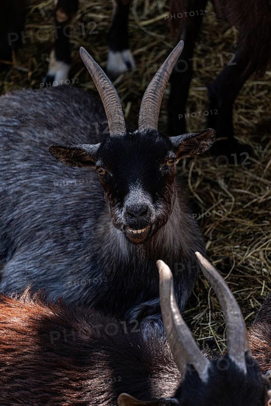 A black goat with pronounced horns rests on a bed of straw, surrounded by other goats. Its curious expression reflects the serene and natural farm environment