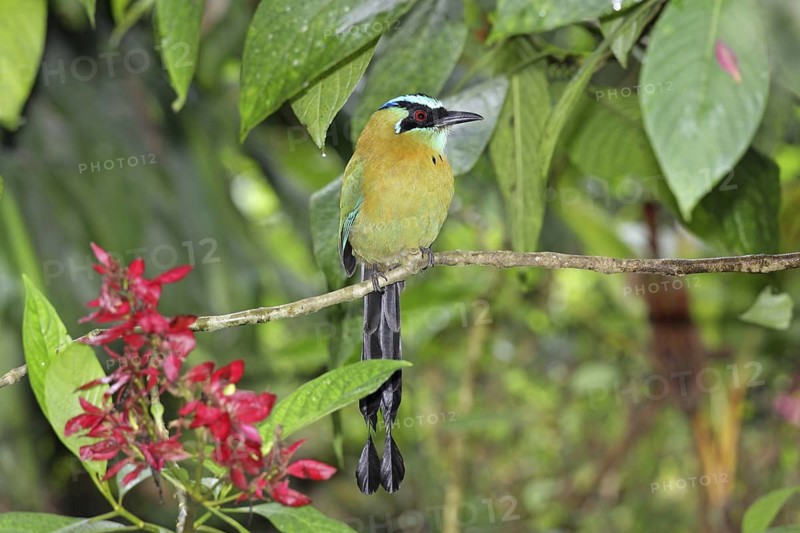 Blue-diademed Motmot (Momotus lessonii), Puntarenas, Costa Rica