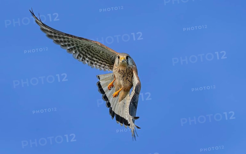 Turmfalke (Falco tinnunculus)