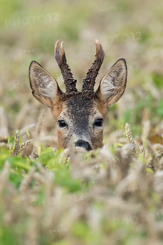 Western Roe Deer (Capreolus capreolus) buck in cornfield, Lower Saxony, Germany