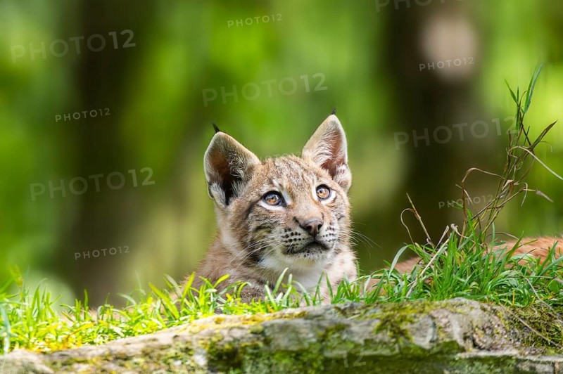 Eurasian lynx (Lynx lynx) youngster on a rock, Bavaria, Germany