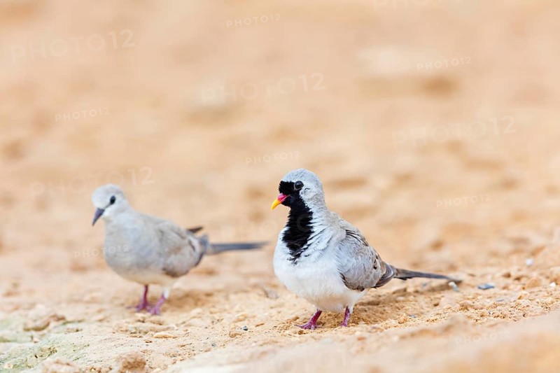 Kaptäubchen, Namaqua Dove, Oena capensis