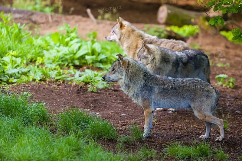 Three eurasian gray wolves (Canis lupus lupus) stand on the forest floor on dead leaves. Some green vegetation in the background