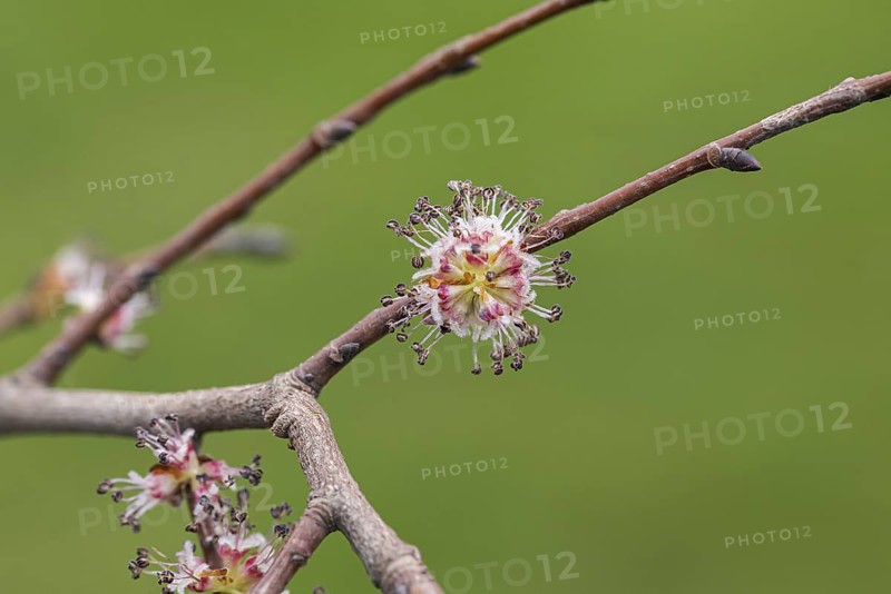 Field elm (Ulmus minor), Germany
