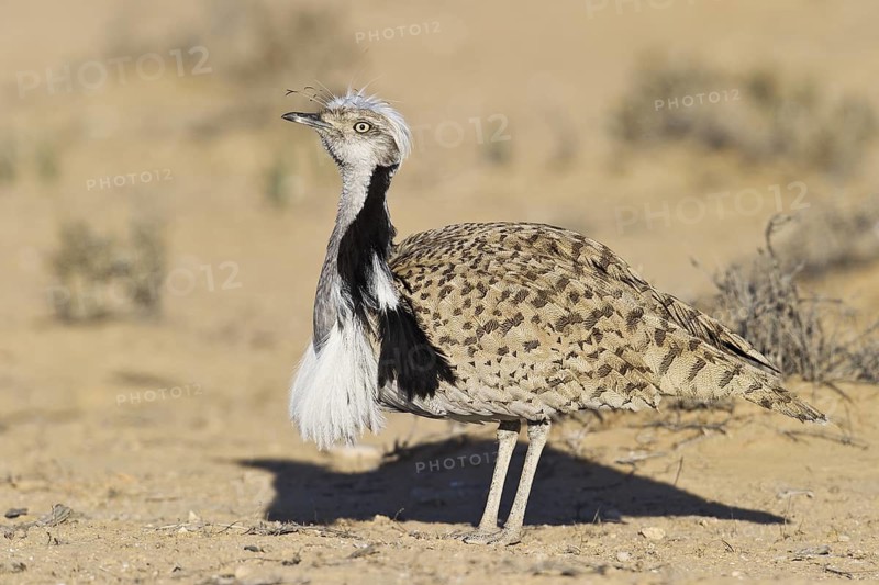 Houbara Bustard (Chlamydotis undulata) male, Nitzana, Negev, Israel