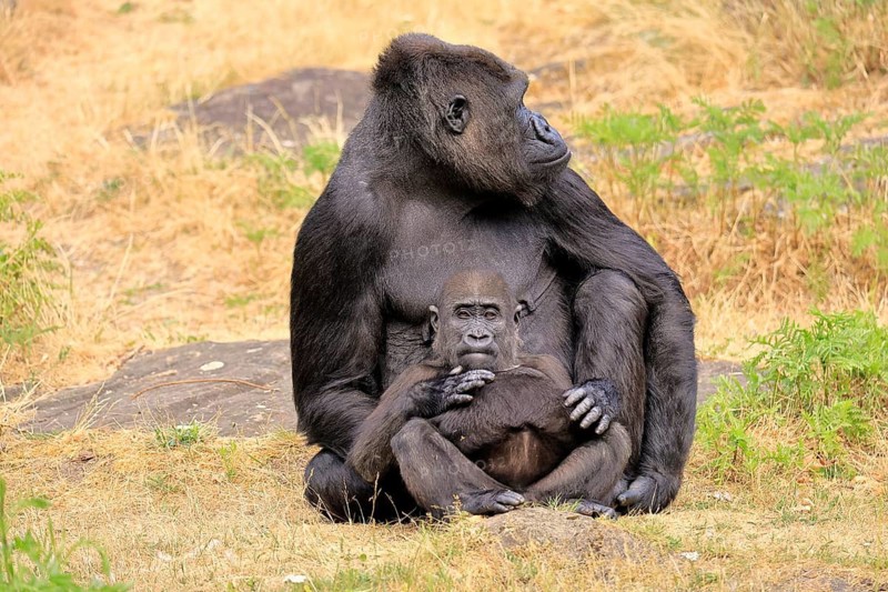 Western gorilla (Gorilla gorilla), adult, female, with young, sitting, on ground
