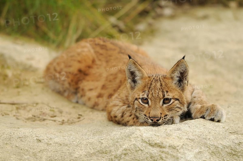 A relaxed little lynx lying on a stony ground in nature, Carpathian lynx (Lynx lynx carpathicus), Bavarian Forest National Park, Bavaria