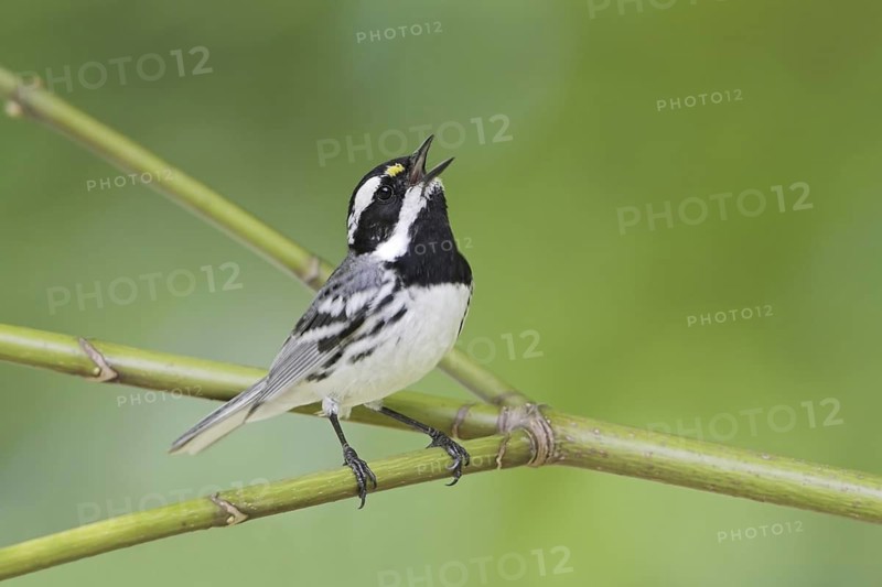 Black-throated Grey Warbler (Setophaga nigrescens) singing, British Columbia, Canada