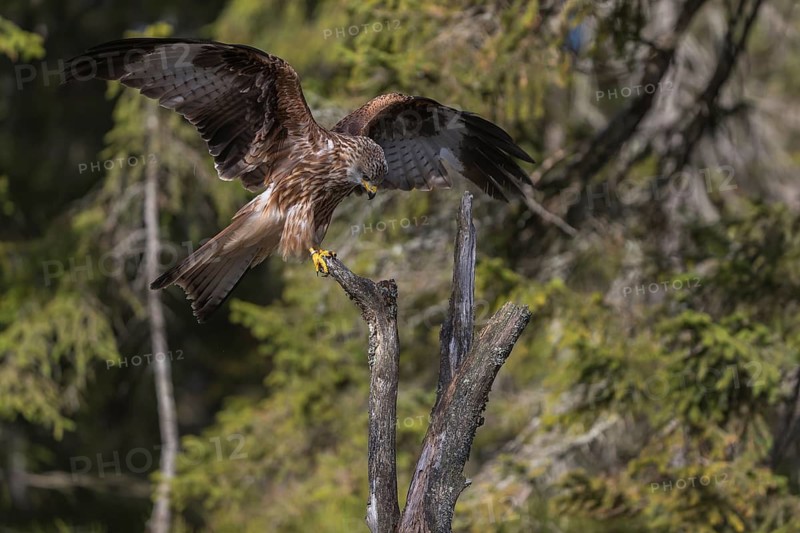 One Red kite, Milvus milvus, sitting on a dead tree in early morning light and green forest in the background