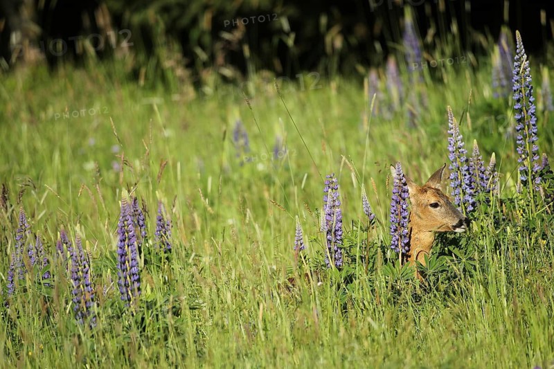 European roe deer (Capreolus capreolus) doe in summer coat between wild flowering lupines (Lupinus) Allgäu, Bavaria, Germany
