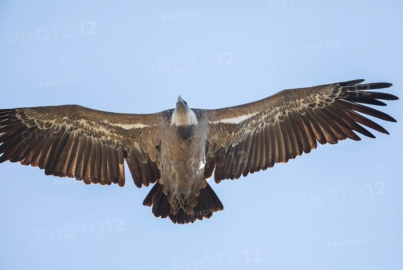 Griffon vulture (Gyps fulvus), Monfragüe National Park, Extremadura, Castilla La Mancha, Spain