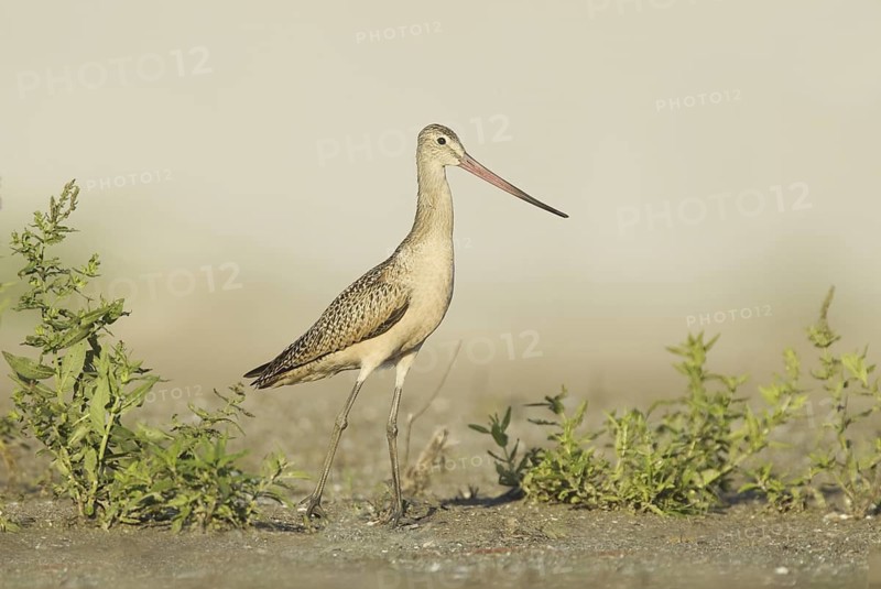 Marbled Godwit (Limosa fedoa), Ohio, USA