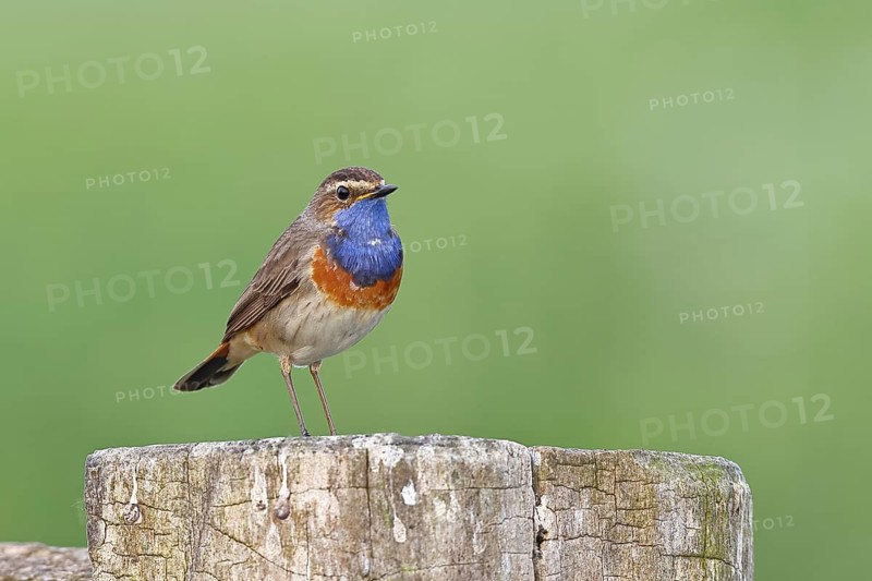 Bluethroat (Luscinia svecica cyanecula), male, on a pasture fence post, wildlife, Lembruch, Ochsen Moor, Dümmer nature park Park, Lower Saxony, Germany