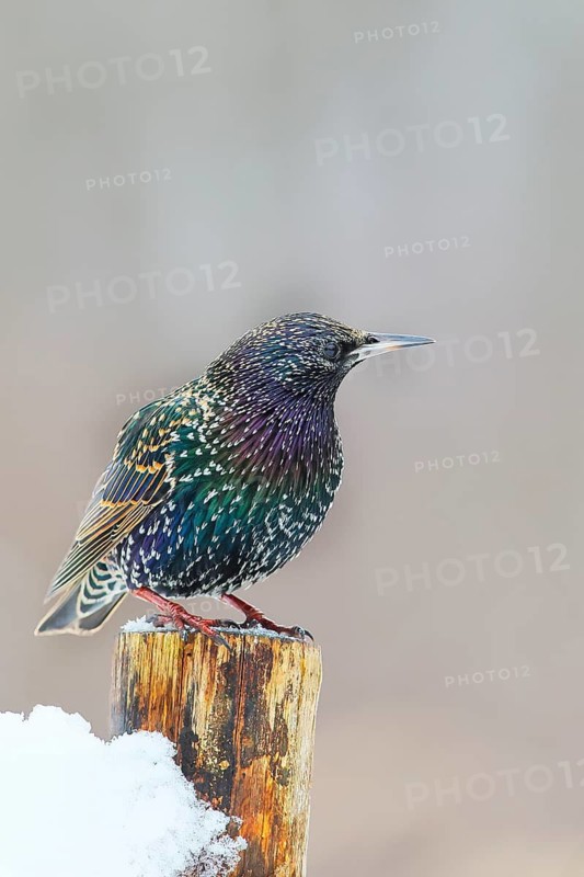 Starling, Common starling (Sturnus vulgaris) standing on a fence post in winter, Wildlife, Winter, Animals, Birds, Siegerland, North Rhine-Westphalia, Germany