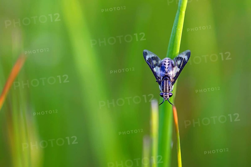 A fly of the horsefly family, (Chrysops flavipes), gadfly, insect, i, Wadi Darbat, Salalah, Oman