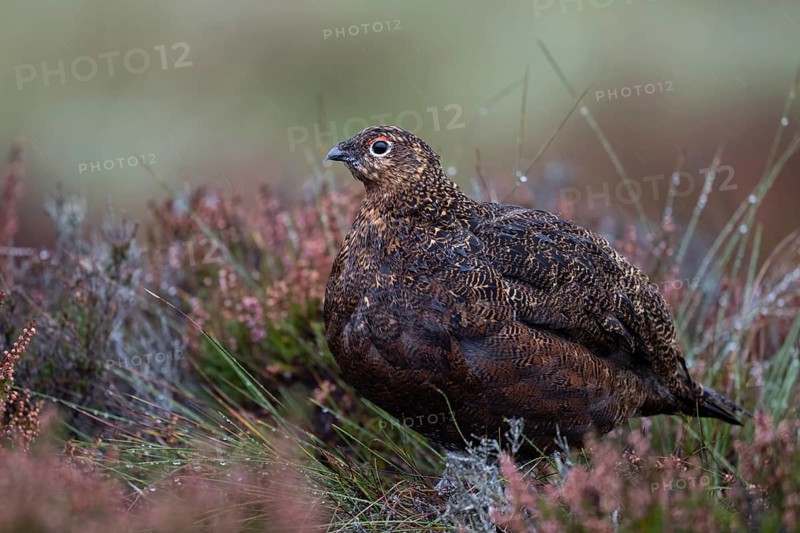 Red Grouse (Lagopus lagopus scotica) in the Highlands, Scotland, Great Britain