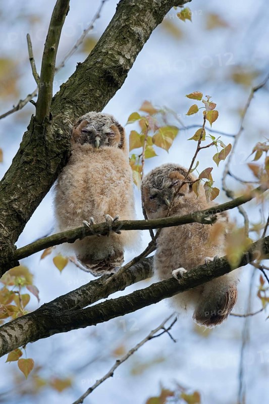 Tawny Owl (Strix aluco) juveniles perched in tree, North Rhine-Westphalia, Germany